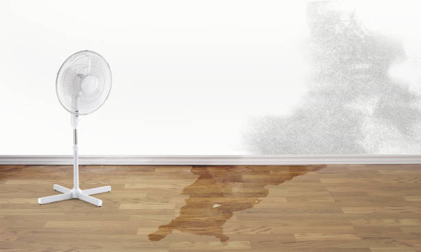 Best Water damage contractors near me  in Painesville, OH
