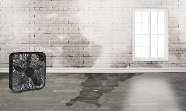 Best Water damage repair service  in Painesville, OH